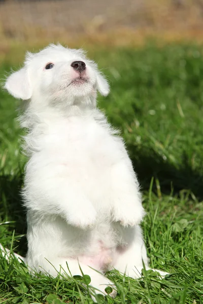 Magnífico jack russell terrier cachorro mendicidad — Foto de Stock