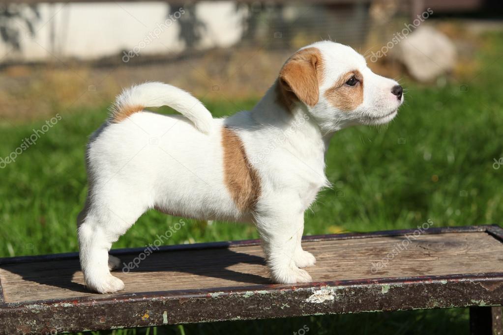Adorable jack russell terrier puppy standing