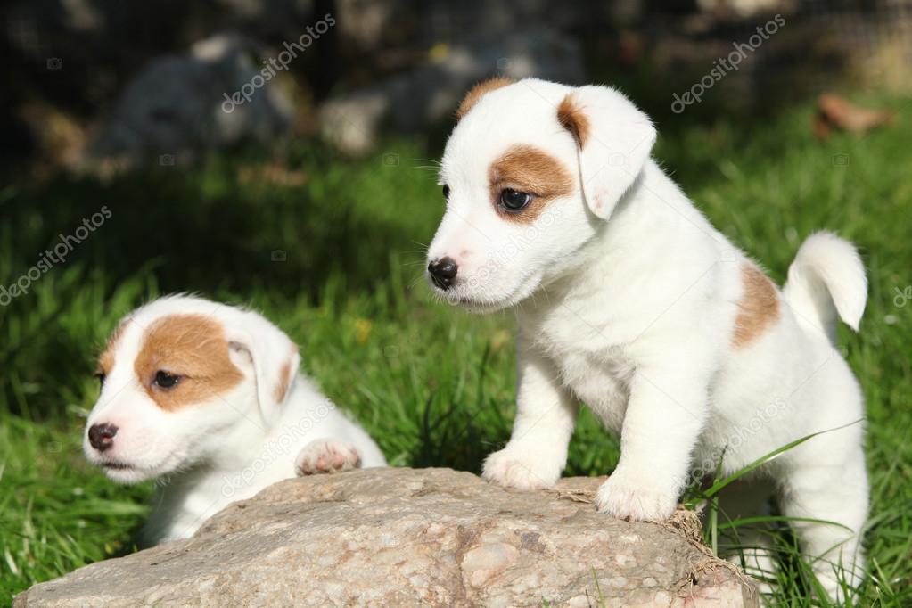 Gorgeous puppies of Jack Russell Terrier on some stone