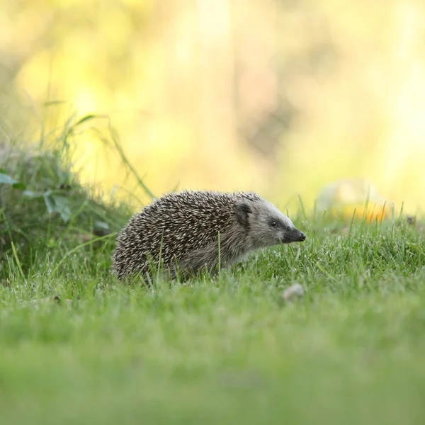 Little hedgehog looking — Stock Photo, Image