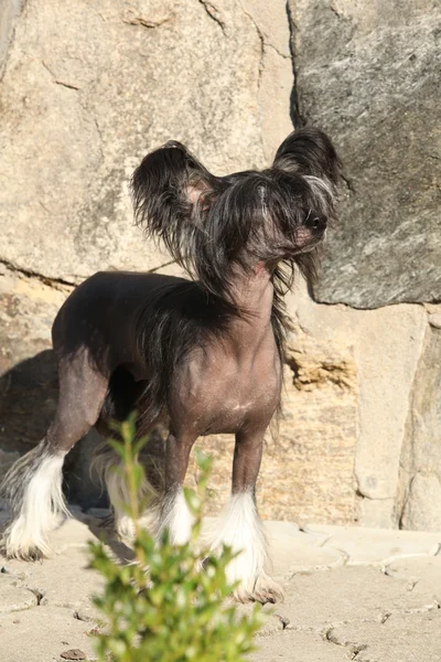 石头墙前好中国冠毛的狗 — 图库照片