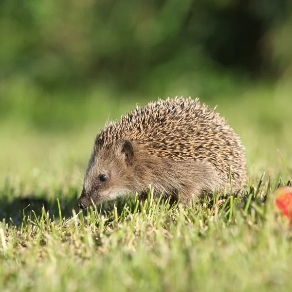 Little hedgehog looking at you — Stock Photo, Image