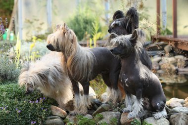 Group of Chinese Crested Dog in the garden clipart