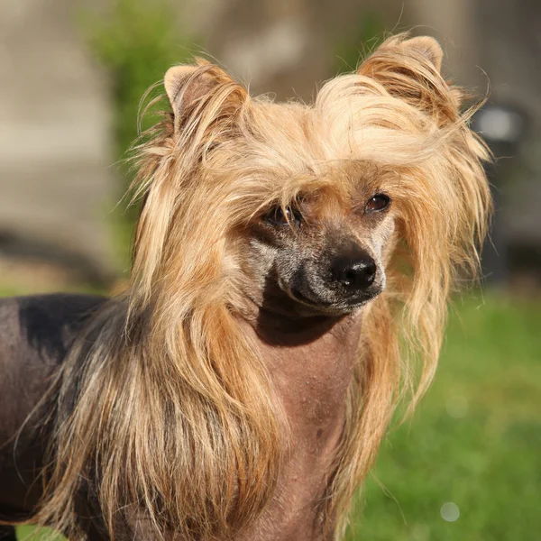 Chinês Cão Crested no jardim — Fotografia de Stock