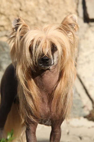 Bel cane cinese Crested di fronte al muro di pietra — Foto Stock