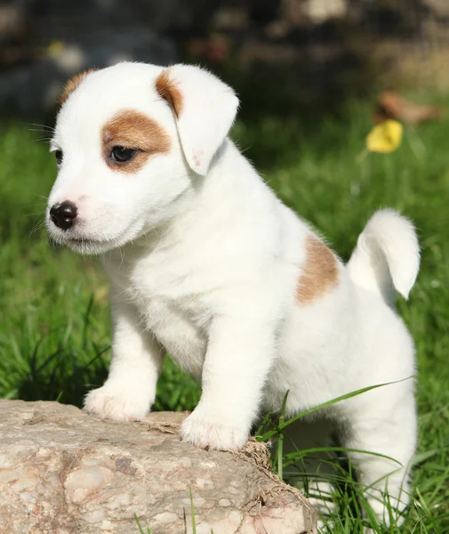 愛らしいジャック ラッセル テリア子犬立って — ストック写真