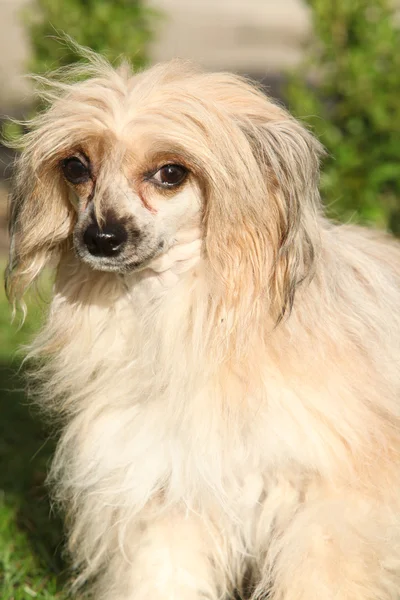 Chinese crested dog i trädgården — Stockfoto