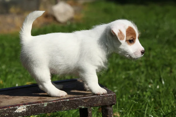 Urocza jack russell Terier szczeniak stojący — Zdjęcie stockowe