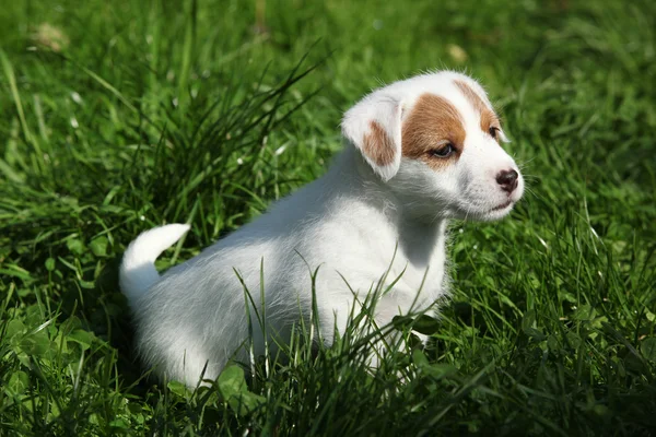 Fantástico adorable cachorro Jack Russell terrier —  Fotos de Stock