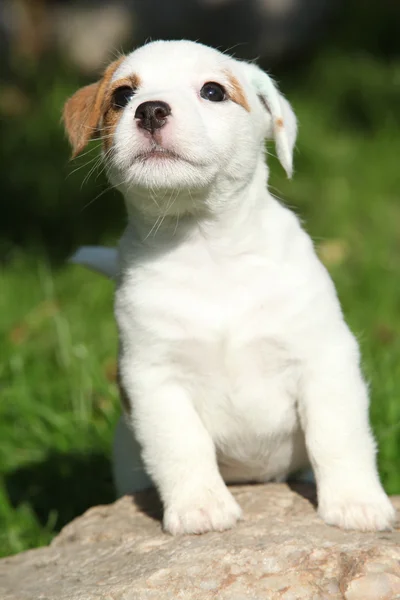 Urocza jack russell Terier szczeniak stojący — Zdjęcie stockowe