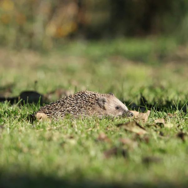 Little hedgehog looking — Stock Photo, Image