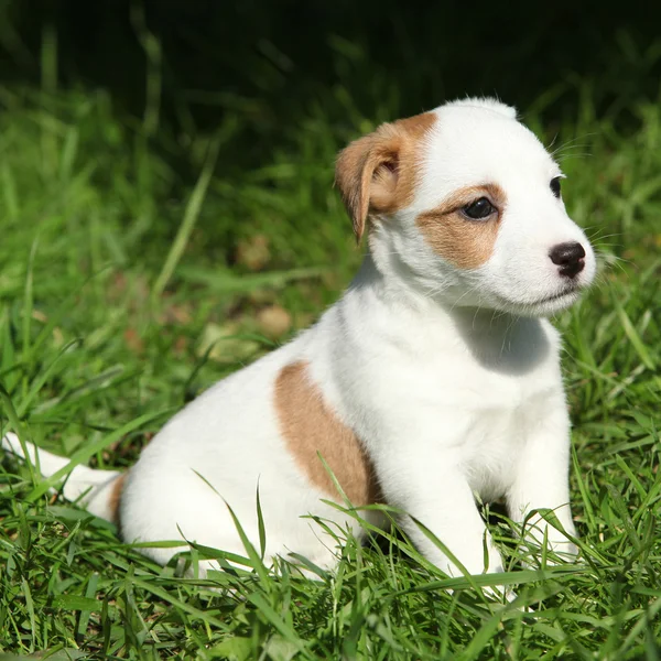 Fantástico adorable cachorro Jack Russell terrier —  Fotos de Stock