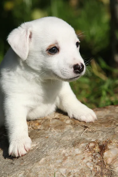 Rozkošný jack russell teriér štěně na některých kámen — Stock fotografie