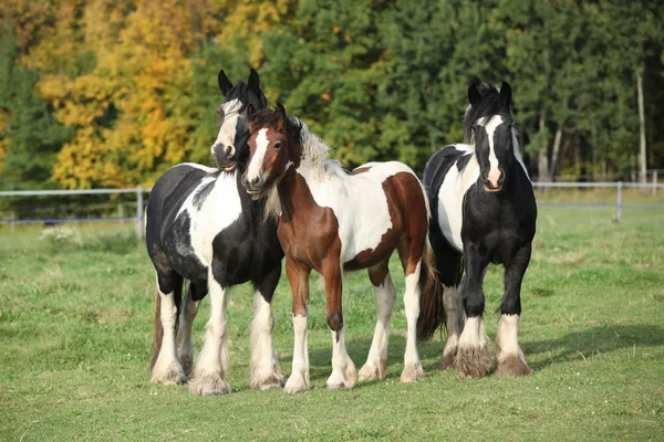 Beautiful irish cobs on autumn pasturage — Φωτογραφία Αρχείου