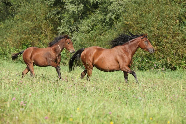 Brown quarter horse mare with foal running — Stock Photo, Image