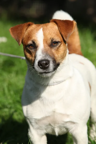 Frumos Jack Russel terrier uita-te la tine — Fotografie, imagine de stoc