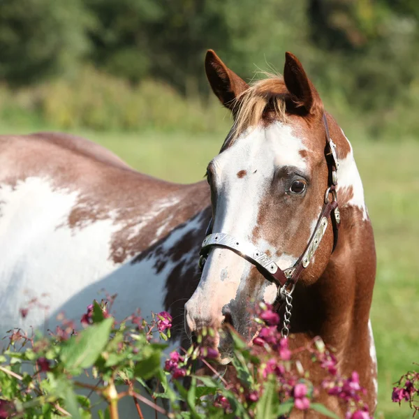 Красивая лошадь за фиолетовыми цветами — стоковое фото