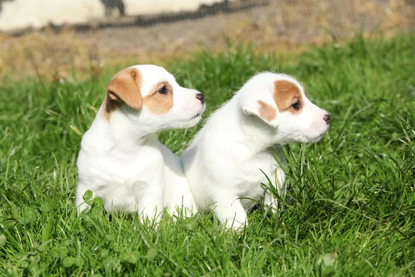 Lindos cachorros de Jack Russell Terrier — Fotografia de Stock