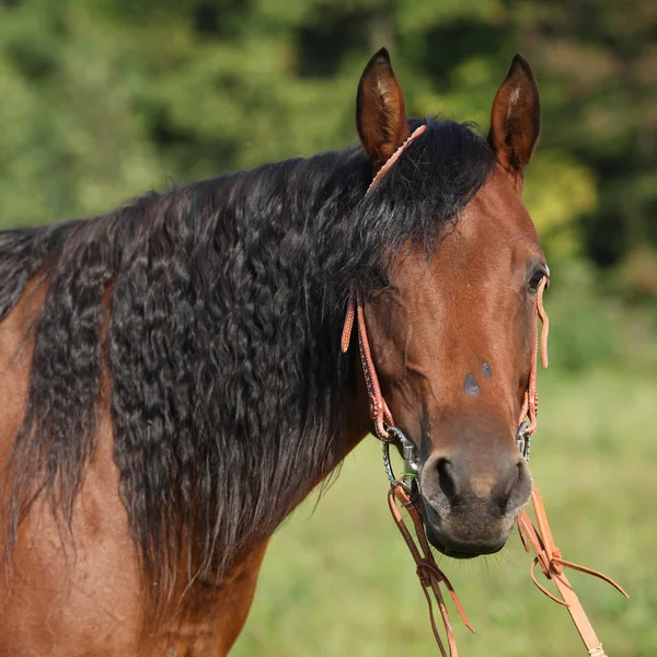 与长长的黑色鬃毛的美丽棕色母马 — 图库照片