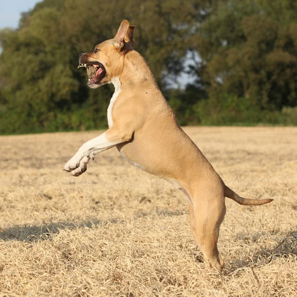 American Staffordshire Terrier saltando — Fotografia de Stock