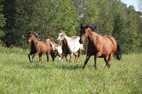 Group of horses running in freedom — Stock Photo, Image