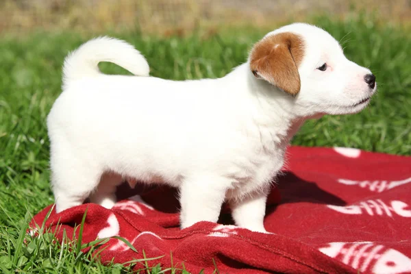 Nuttet jack russell terrier hvalp stående - Stock-foto