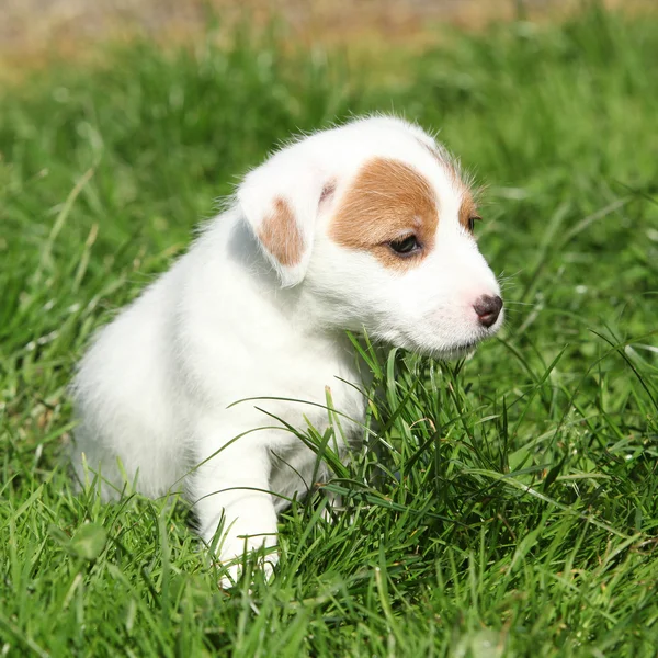 Ładne jack russell Terier szczeniak siedzący — Zdjęcie stockowe