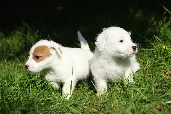 Wspaniałe szczenięta jack russell terrier — Zdjęcie stockowe