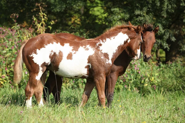 Two foals together in freedom — Stock Photo, Image