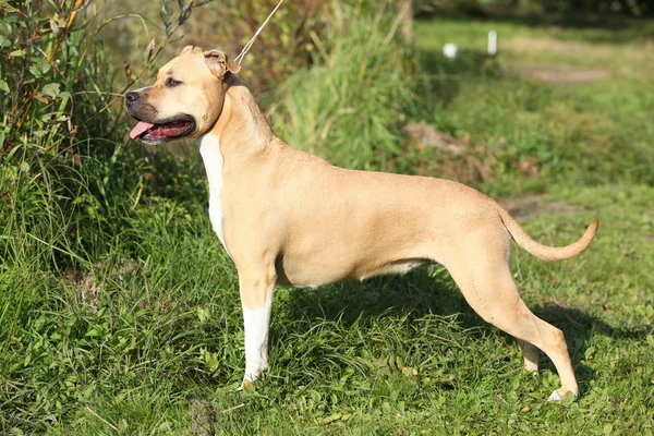 Bellissimo American Staffordshire Terrier — Foto Stock