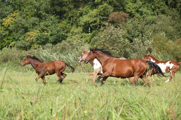 Группа бегущих на свободе лошадей — стоковое фото