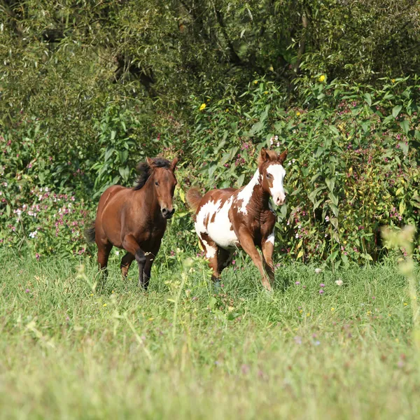 Two foals running together in freedom — Stock Photo, Image