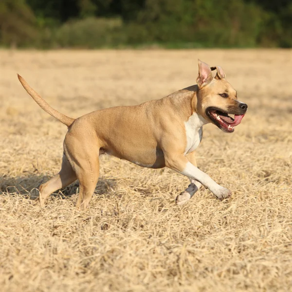 Amerikansk Staffordshire Terrier kører - Stock-foto