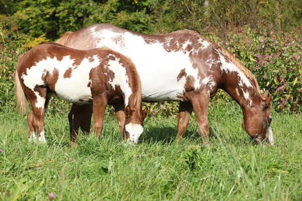 Mare avec poulain mangeant de l'herbe en liberté — Photo