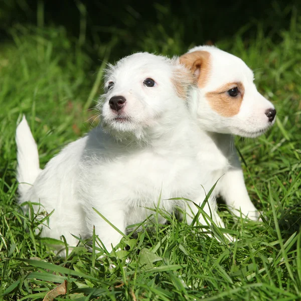 Lindos cachorros de Jack Russell Terrier — Fotografia de Stock