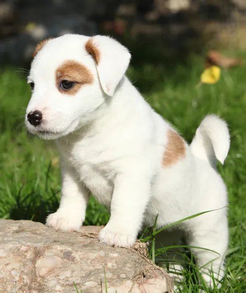 Jack russell terier Pictures, Jack russell terier Stock Photos & Images |  Depositphotos®