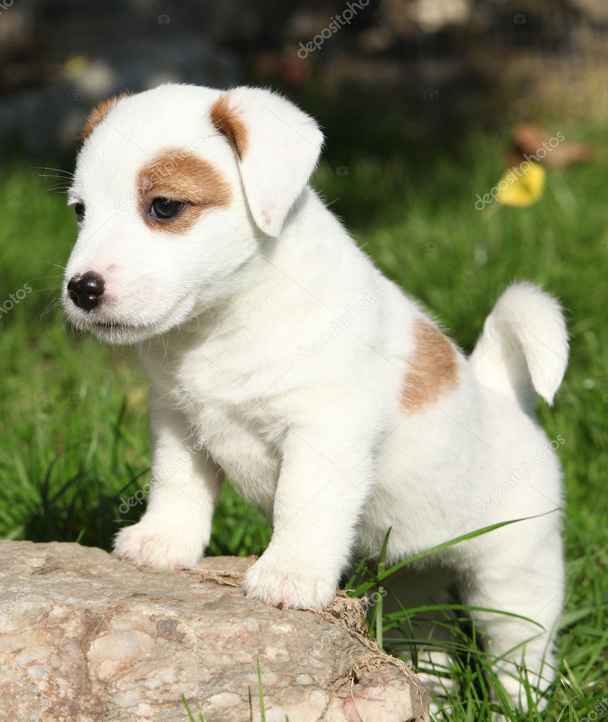 Adorable Jack Russell Terrier Puppy Standing Stock Photo By C Zuzule 34162907