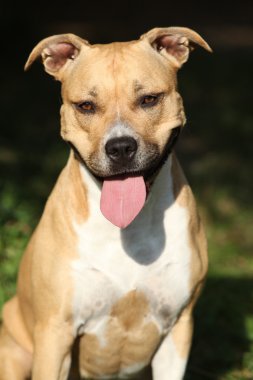 güzel Amerikan staffordshire terrier