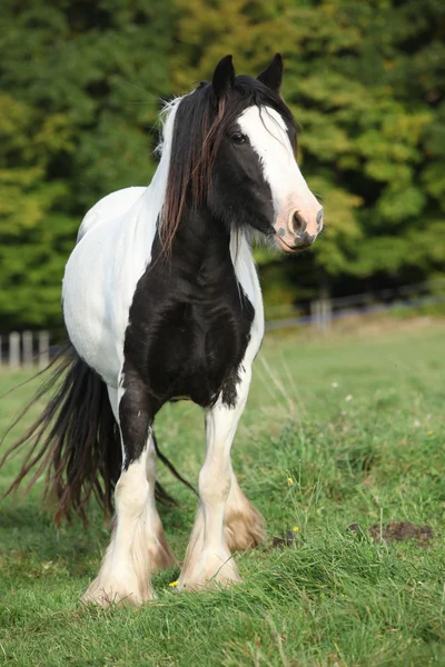 Gorgeous irish cob standing on pasture — Stock Photo, Image