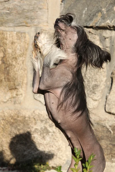 Joli chien chinois à crête devant le mur — Photo