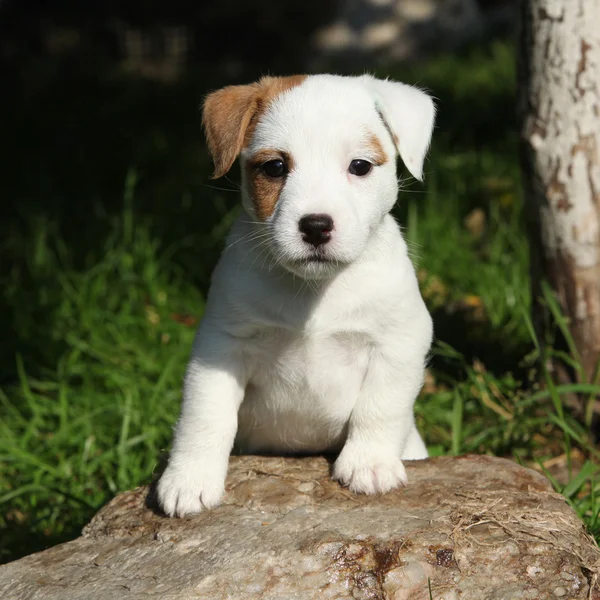 Adorable chiot Jack Russell Terrier sur une pierre — Photo