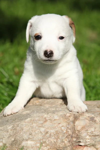 Nuttet jack russell terrier hvalp på nogle sten - Stock-foto