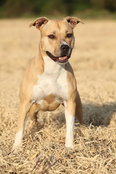 Schöner amerikanischer Staffordshire Terrier — Stockfoto