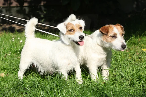 Two Jack Russell terriers — Stock Photo, Image
