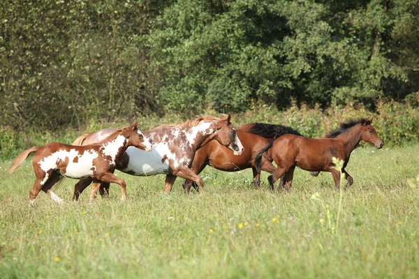 Groupe de chevaux en liberté — Photo