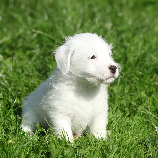 Schöner Jack Russell Terrier Welpe sitzend — Stockfoto