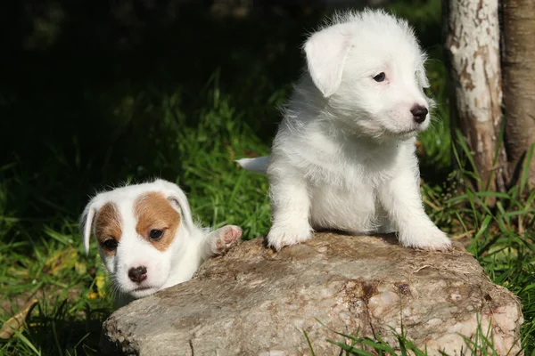 Lindos cachorros de Jack Russell Terrier em alguma pedra — Fotografia de Stock