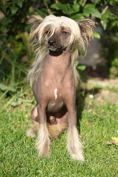 Kinesisk bevokset hund sidder - Stock-foto