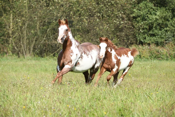 Лошадь с жеребцом, бегущей на свободе — стоковое фото