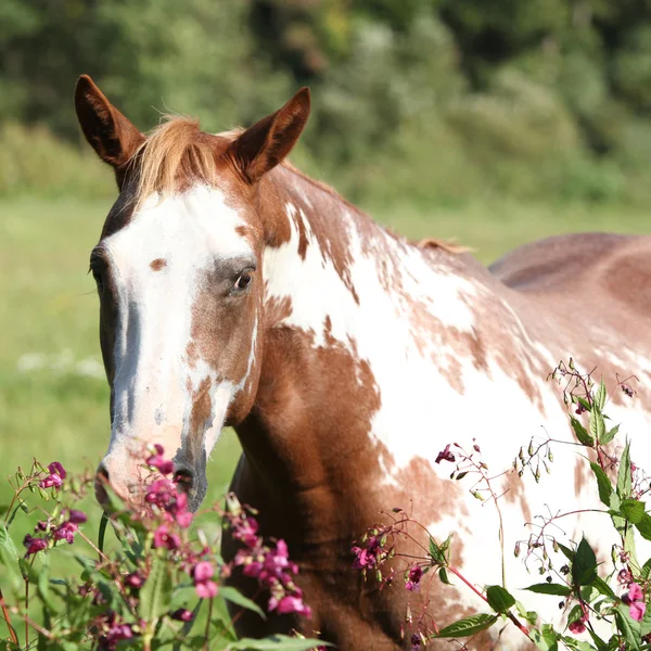 Mooi verf paard mare achter paarse bloemen — Stockfoto